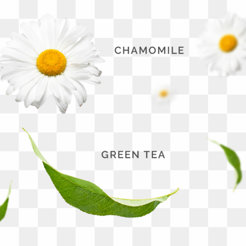 White Chamomile, Floral Elegance, Nature Clipart
