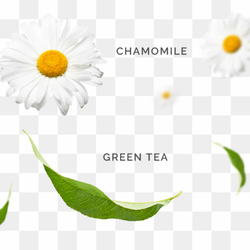 White Chamomile, Floral Elegance, Nature Clipart