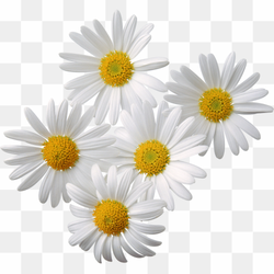 Chamomile Flowers, White Petal Perfection, Flowering Plant Clipart