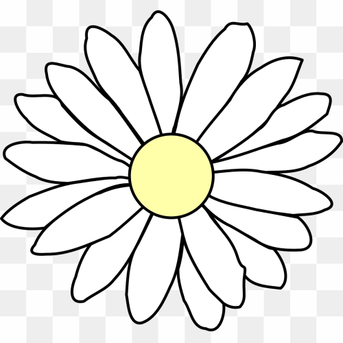 Chamomile Daisy, White Flowering Harmony, Plant Clipart
