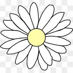 Chamomile Daisy, White Flowering Harmony, Plant Clipart