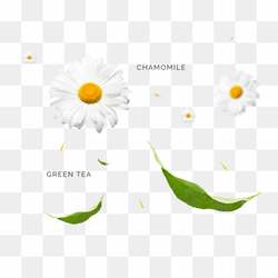 Floral Clipart, White Blossom Serenity, Flower Clipart Outline