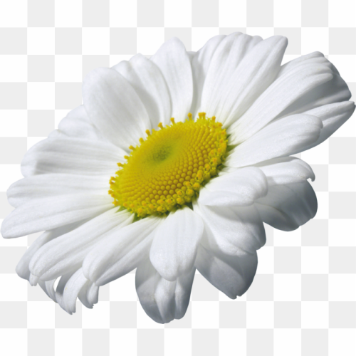 Chamomile Clipart, Nature\'s White Symphony, Rectangle Clipart