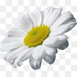 Chamomile Clipart, Nature\'s White Symphony, Rectangle Clipart