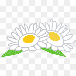 Chamomile Floral Beauty, Chamomile Petal Perfection, Circle Clipart