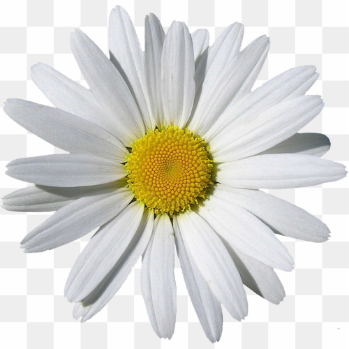 Chamomile Flower, Daisy\'s Natural White, Flower Clipart