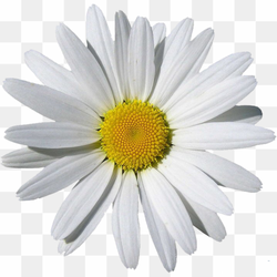 Chamomile Flower, Daisy\'s Natural White, Flower Clipart