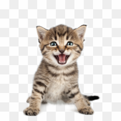 Parking Lot PNG Image