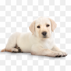 Animal, cartoon, animal png