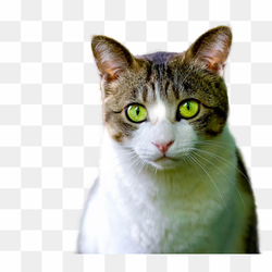 Aircraft PNG Transparent Image