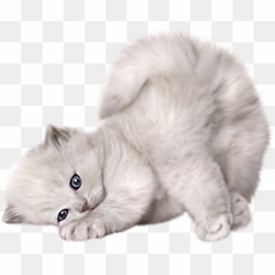 Turkish cat
