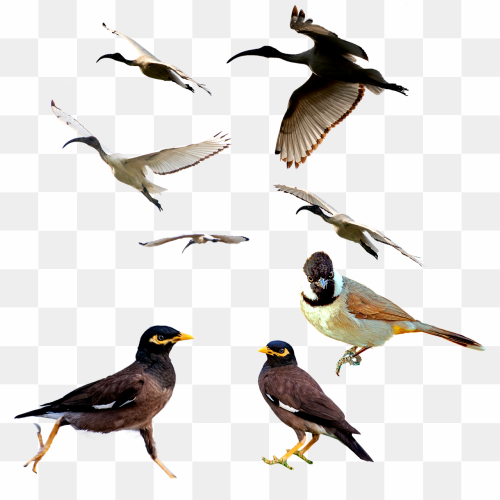 14th image bird