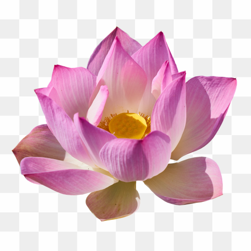 23th image lotus