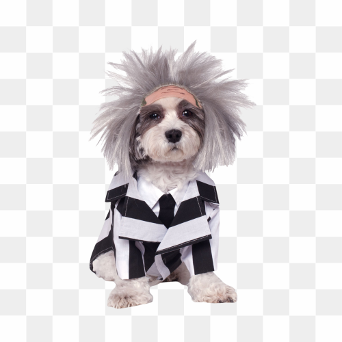 Halloween Costumes Dogs PNG