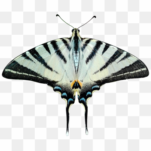 Butterfly super colors