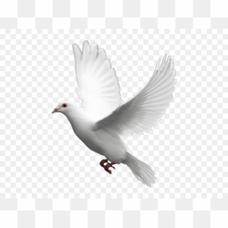 Heart Love PNG HD