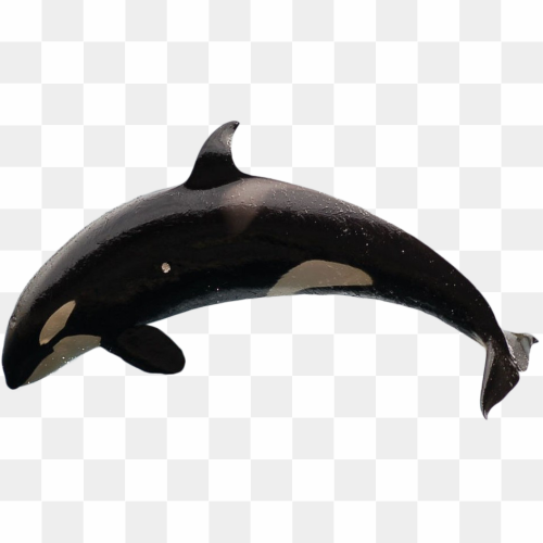 Killer black whale 