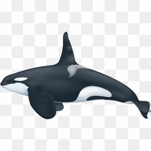 Moving black whale 