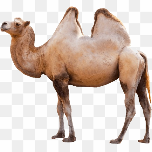 Transparent Animal image 23