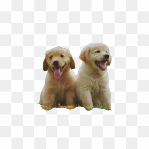 Transparent Animal image 28