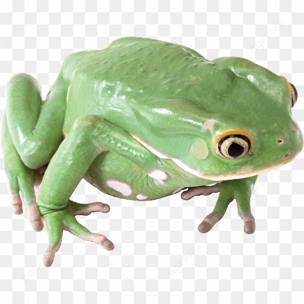 A frog toy