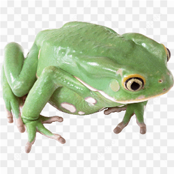 A frog toy