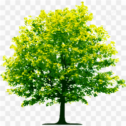 The old tree