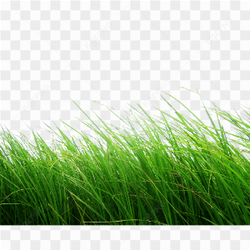Fresh green grass