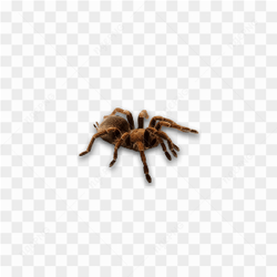 A dangerous spider
