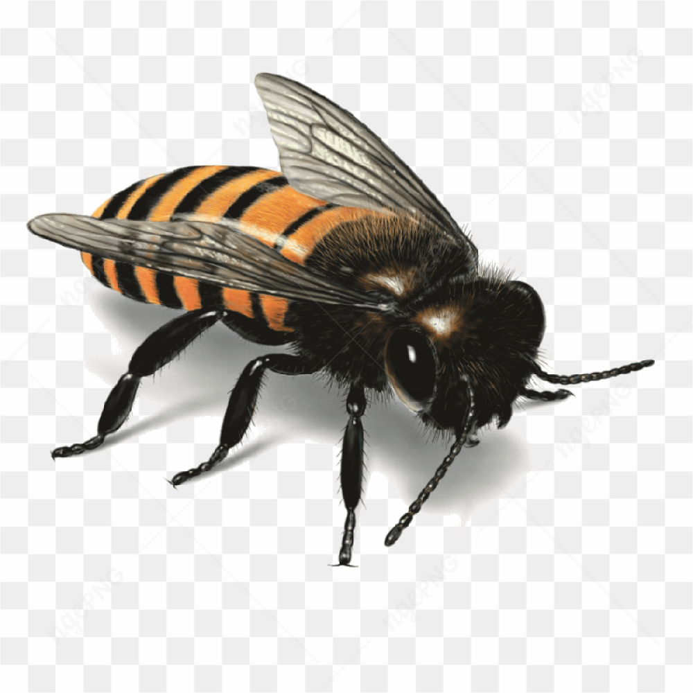 A big bee