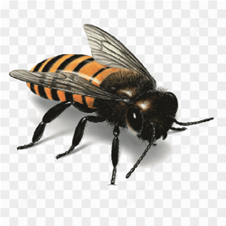 A big bee