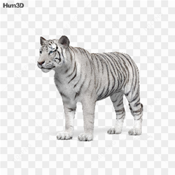 Tigre Branco floresta