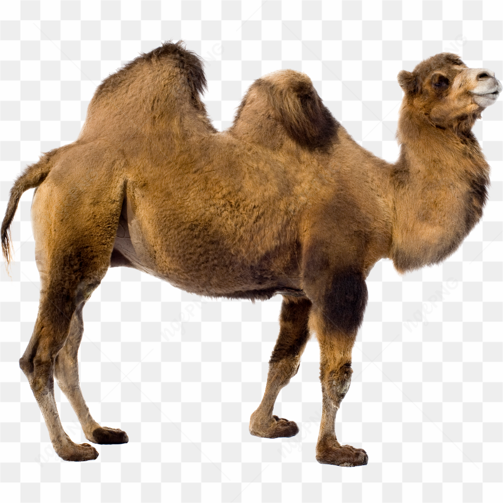 Dromedary Bactrian camel
