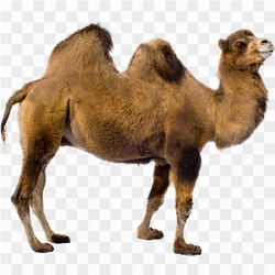 Dromedary Bactrian camel