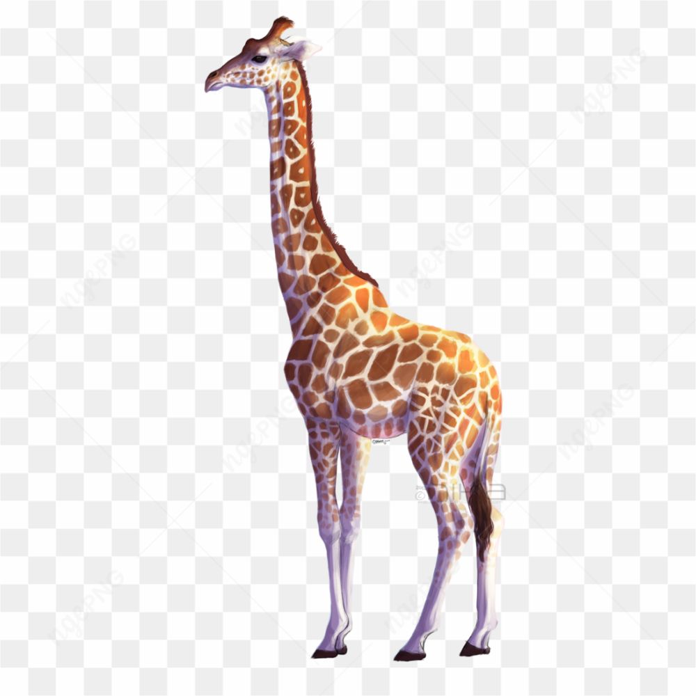 GIRAFFE ANIMAL IMAGE