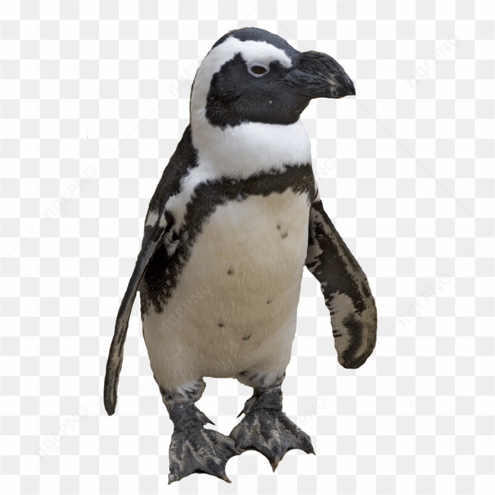 PENGUIN BABY IMAGE 