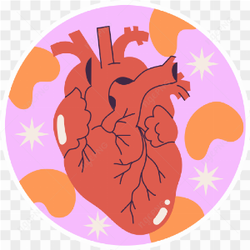 Heart of humen