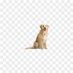Dog Png Image Picture Download Dogs