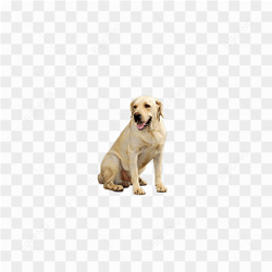 Dog Png Image