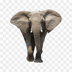 Elephant Free Download Png