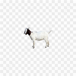 Goat Download Png