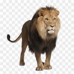 Lion Png Image Image Download Picture Lions