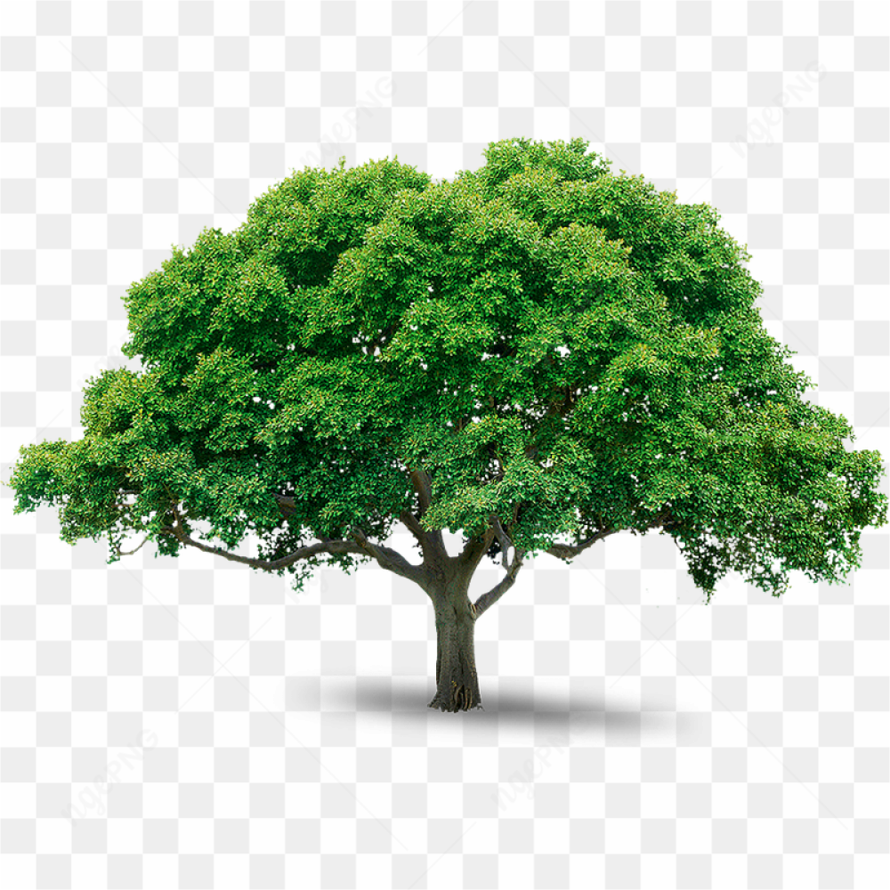 Tree Png Image Download Picture