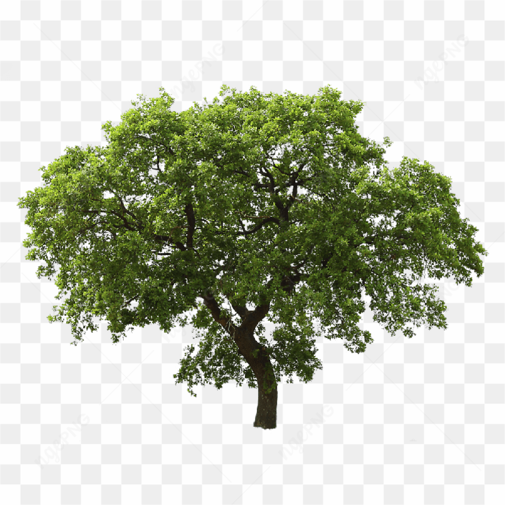 Tree Png Image