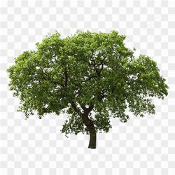 Tree Png Image