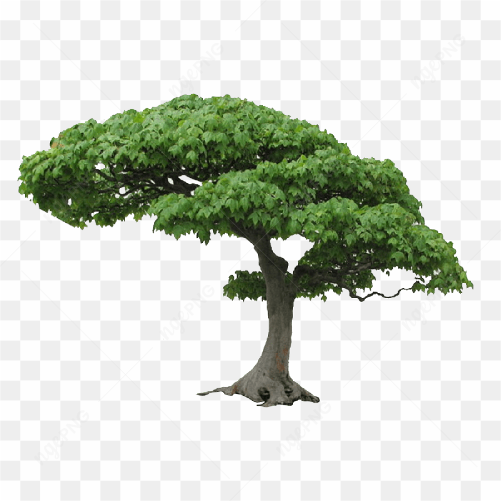 Tree Png Picture