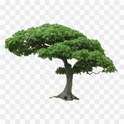 Tree Png Picture