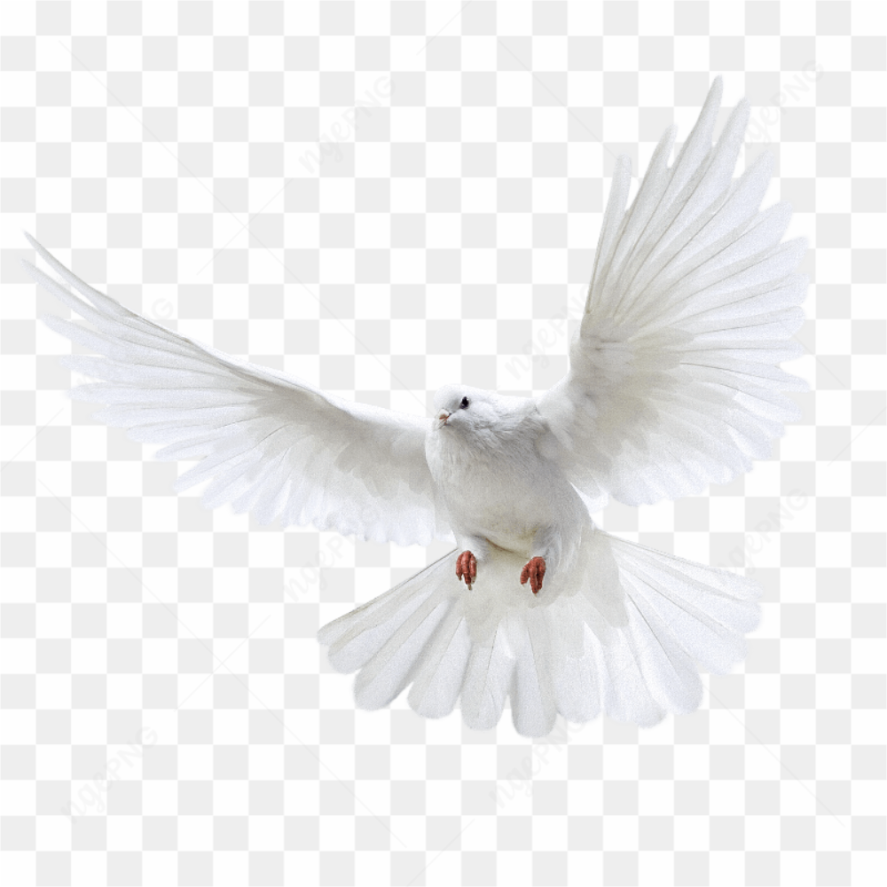 White Flying Pigeon Png Image