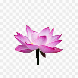 Beautiful nature flower 