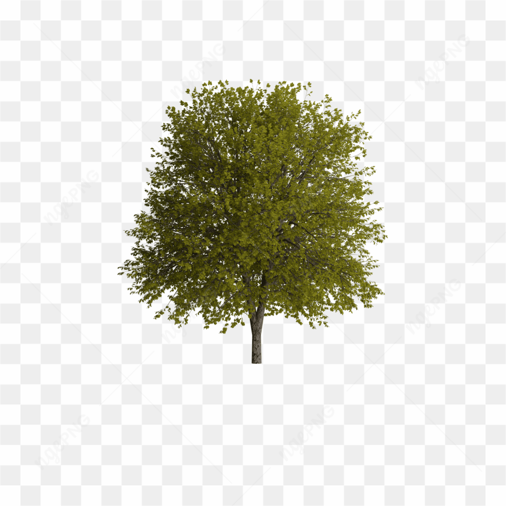 Beautiful green tree